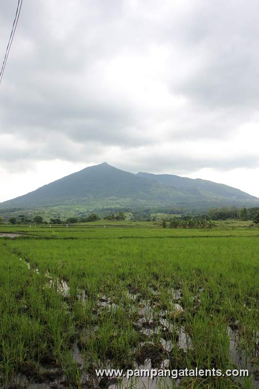 View of Mt. Arayat on Rice Fields